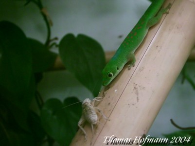  Phelsuma v-nigra pasteuri ID = 