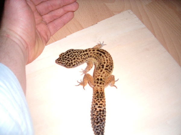  Euplepharis Macularius ID = 