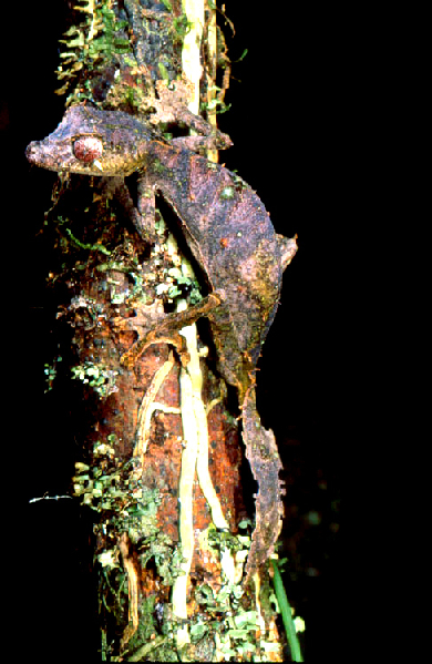  Uroplatus phantasticus ID = 