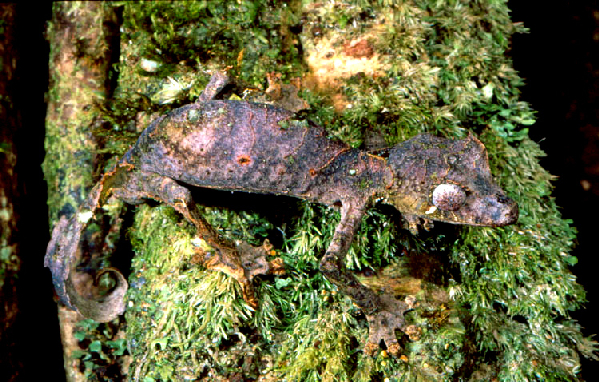  Uroplatus phantasticus ID = 