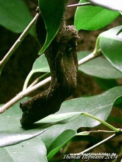  1,0 Uroplatus ebenaui ID = 