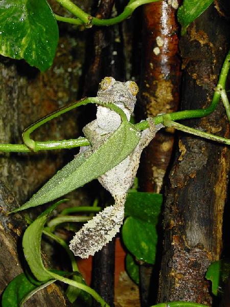  Uroplatus sikorae sikorae ID = 