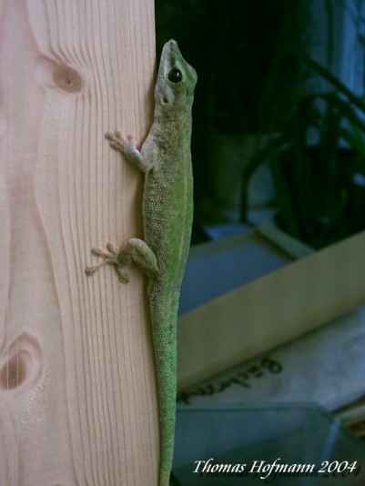  1,0 Phelsuma abbotti chekei ID = 