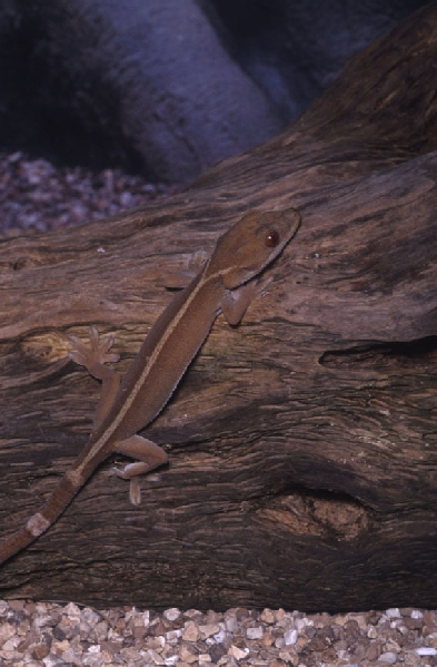  gekko vittatus ID = 