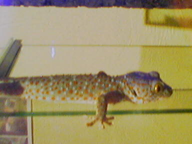  Gekko gecko ID = 