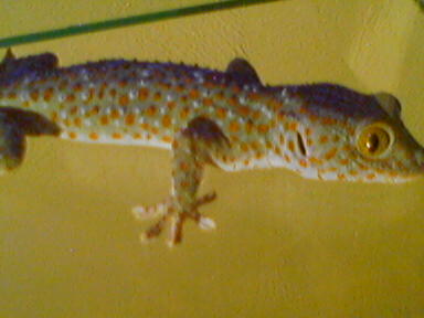  Gekko gecko ID = 