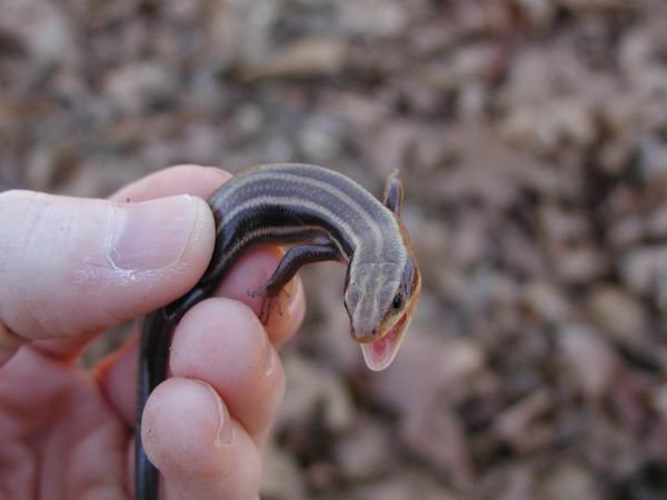  Eumeces fasciatus ID = 