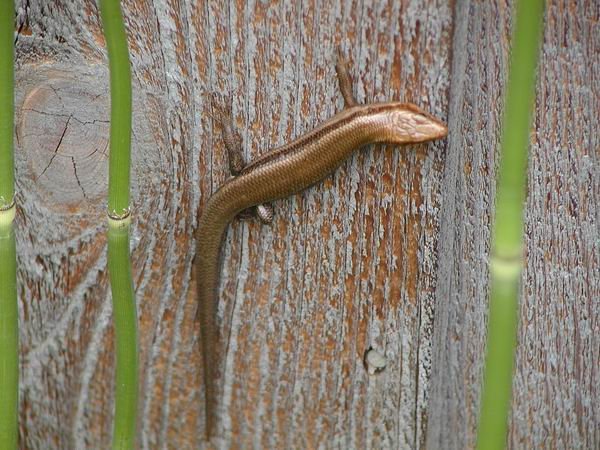  Eumeces fasciatus ID = 