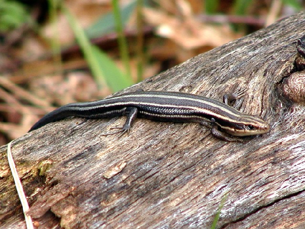  Eumeces fasciatus ID = 