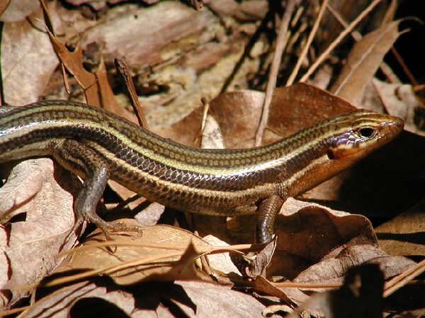  Eumeces fasciatus ID = 