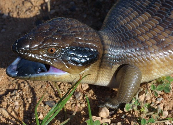  Tiliqua occipitalis ID = 