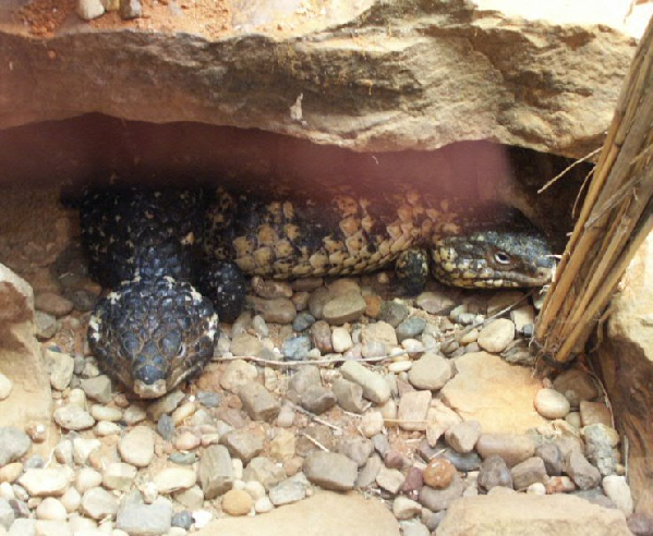  Tiliqua rugosus ID = 