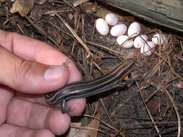  Eumeces laticeps ID = 