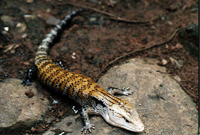  Tiliqua gigas evanescens ID = 