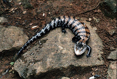  Tiliqua gigas evanescens ID = 