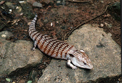  Tiliqua gigas evanescens ID = 