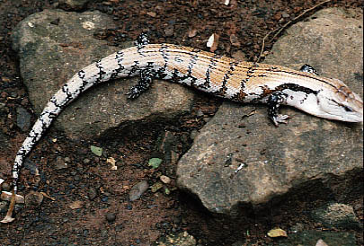  Tiliqua gigas evanescens ID = 