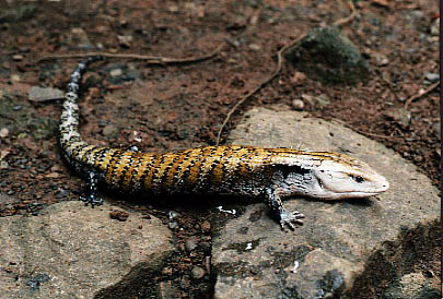  Tiliqua gigas evanescens ID = 