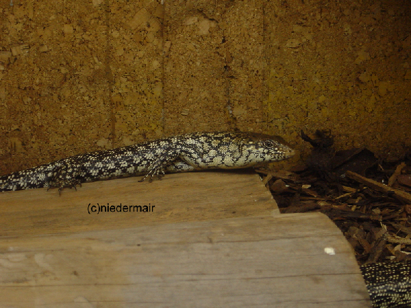  Egernia kingii ID = 