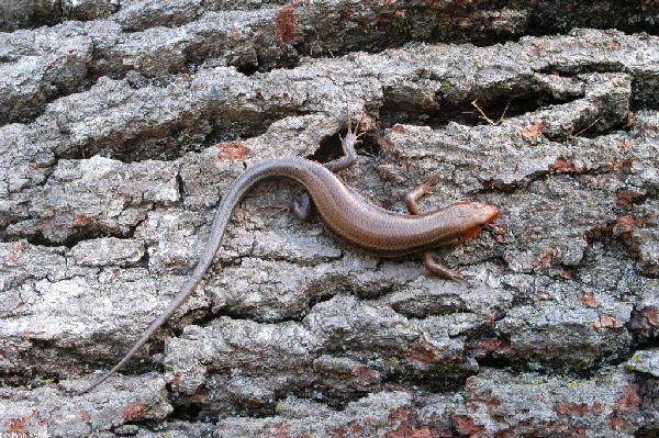  Eumeces fasciatus ID = 