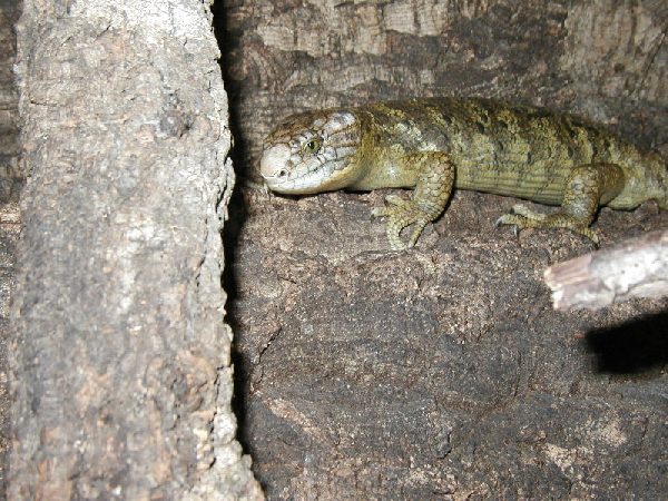  Wickelschwanzskink - (Corucia zebrata) ID = 