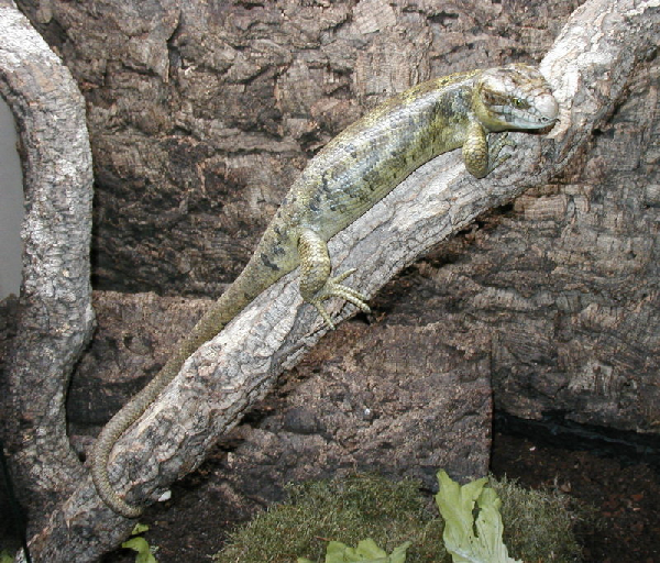  Wickelschwanzskink - (Corucia zebrata) ID = 