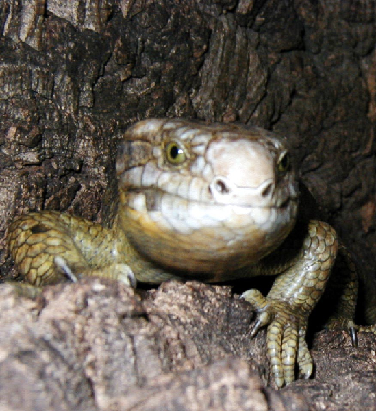  Wickelschwanzskink - (Corucia zebrata) ID = 