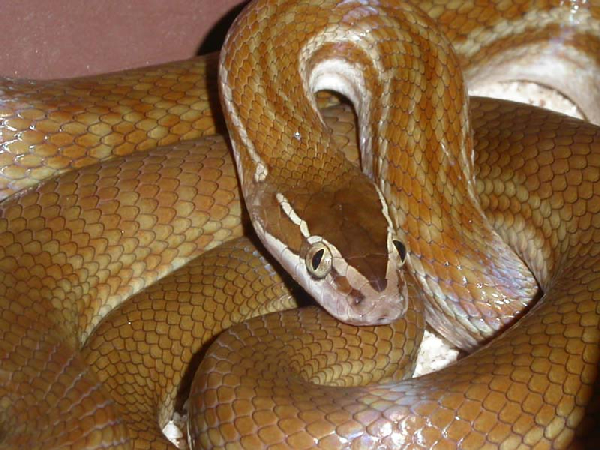  Lamprophis fuliginosus nominat ID = 