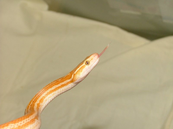  Lamprophis fuliginosus albino ID = 