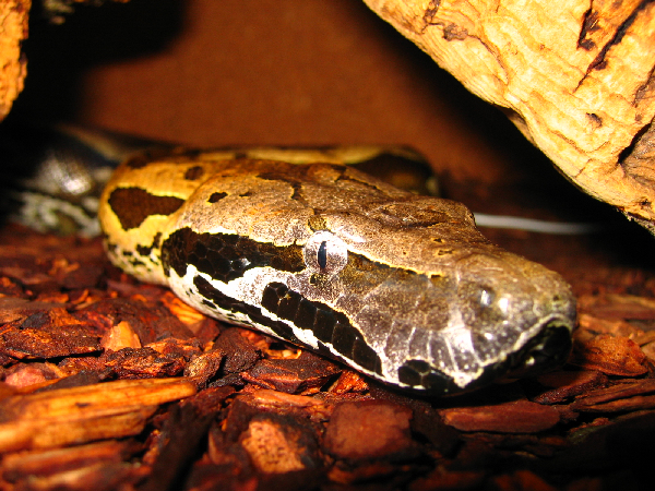  Acrantophis madagascariensis ID = 