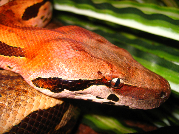  Acrantophis madagascariensis ID = 