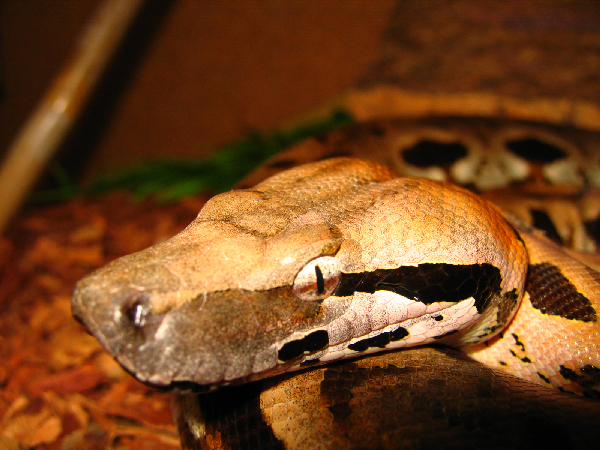  Acrantophis madagascariensis ID = 