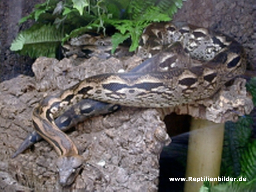  Acrantophis madagascariensis ID = 