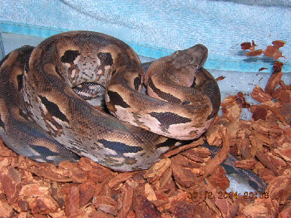  Madagascar Ground Boa ID = 