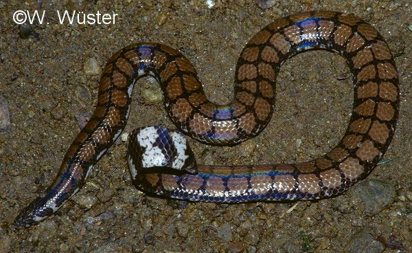  Cylindrophis maculatus ID = 
