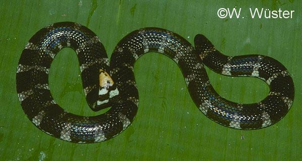  Cylindrophis ruffus ID = 