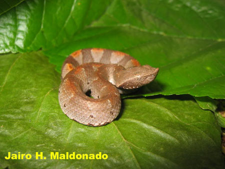  Bothrocophias hyoprora ID = 