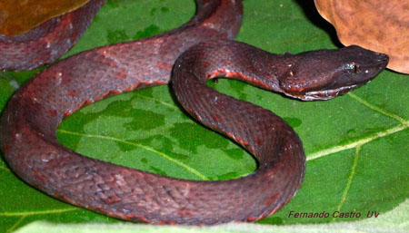  Bothrocophias myersi ID = 