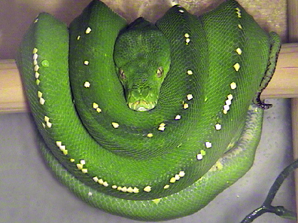  Morelia viridis Merauke ID = 