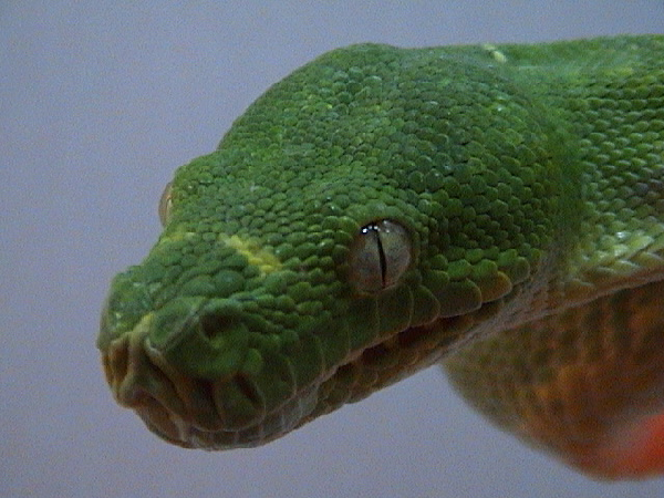  Morelia viridis Merauke ID = 