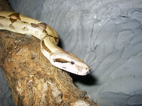  Boa Constriktor Constrictor ID = 