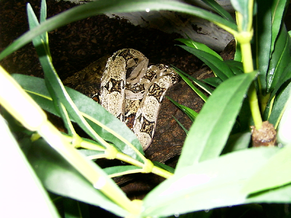  Boa Constrictor Imperator ID = 