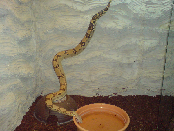  Boa Constrictor Constrictor ID = 