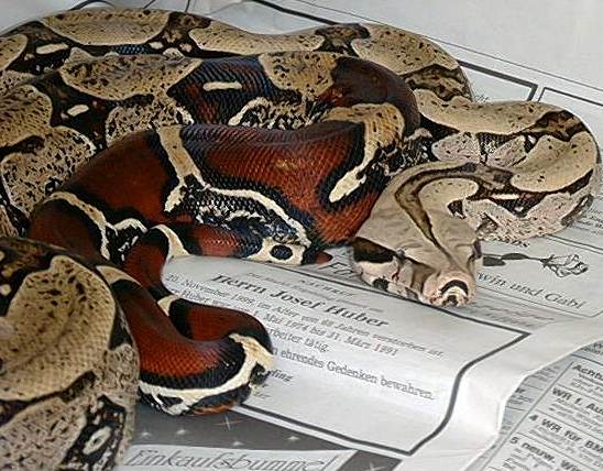  Boa Constrictor Constrictor Surinam ID = 