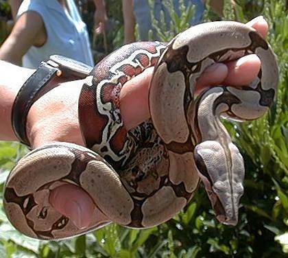  Boa Constrictor Constrictor Surinam ID = 