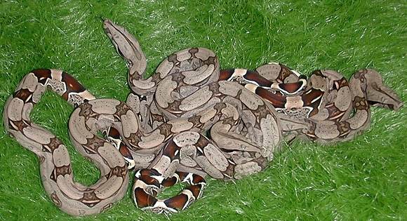  Boa Constrictor Constrictor Guyana ID = 