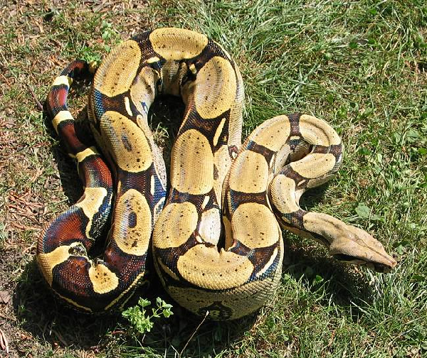  Boa Constrictor Constrictor Peru ID = 