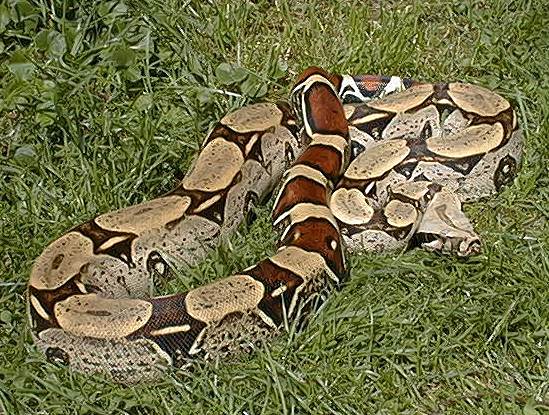  Boa Constrictor Constrictor Peru ID = 