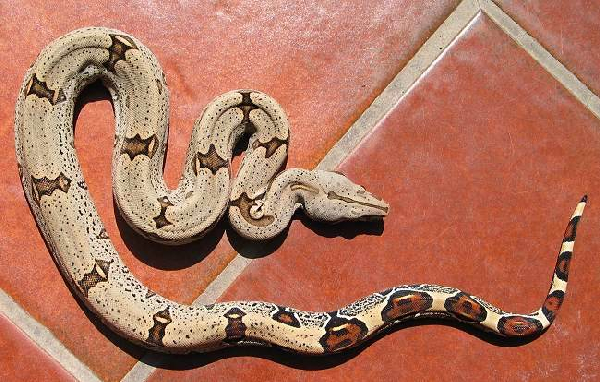  Boa Constrictor Constrictor Peru ID = 