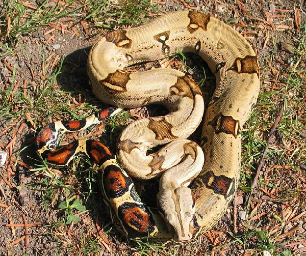  Boa Constrictor Constrictor Peru ID = 